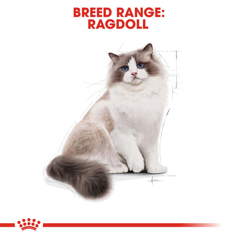 ROYAL CANIN Ragdoll Adult Katzenfutter trocken