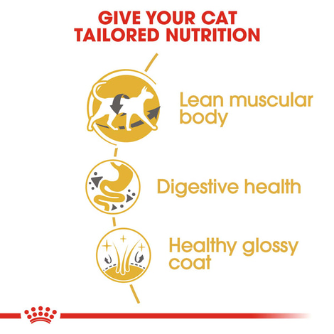 ROYAL CANIN Siamese Adult Katzenfutter trocken