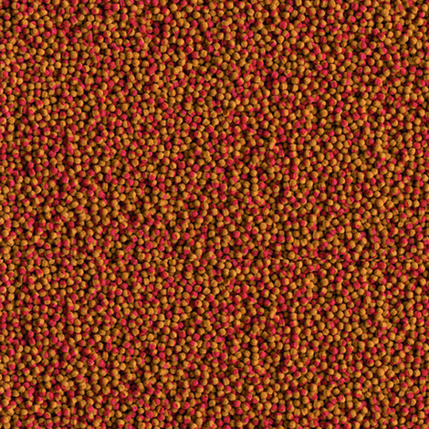 Tetra Zierfischfutter Cichlid Colour 500ml