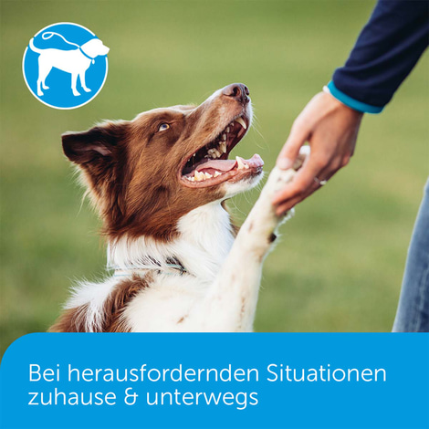 Adaptil Halsband für Welpen und kleine Hunde