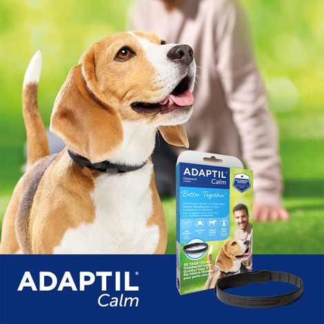 Adaptil Halsband für Welpen und kleine Hunde