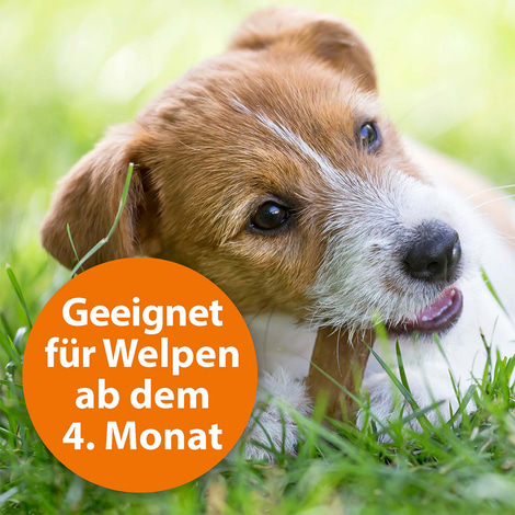 ARDAP Spot-On für Hunde