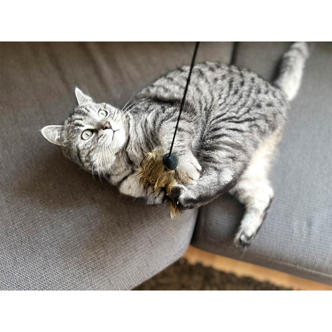 Aumüller Katzenangel Woozle