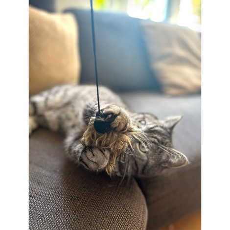 Aumüller Katzenangel Woozle