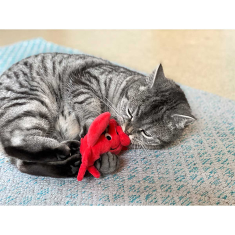 Aumüller Katzenspielkissen Krebs Kalle