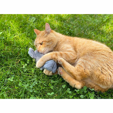 Aumüller Katzenspielzeug Koalabär Jack
