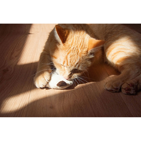 Aumüller Katzenspielkissen mit Baldrian 2er Set - Mini-Willy