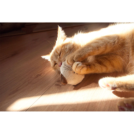 Aumüller Katzenspielkissen mit Baldrian 2er Set - Mini-Willy
