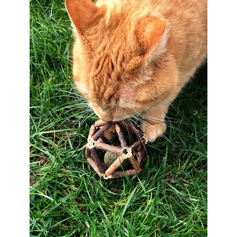 Aumüller Dentalspielball aus Silvervine und Katzenminze