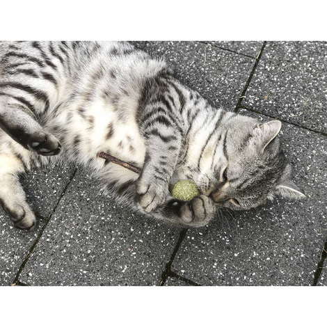 Aumüller Matatabi mit Catnip Lolli - 2er Set
