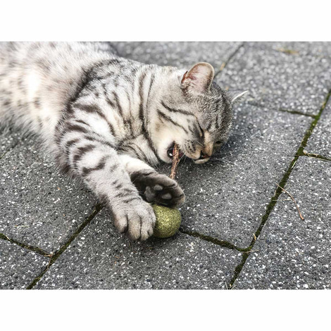 Aumüller Matatabi mit Catnip Lolli - 2er Set