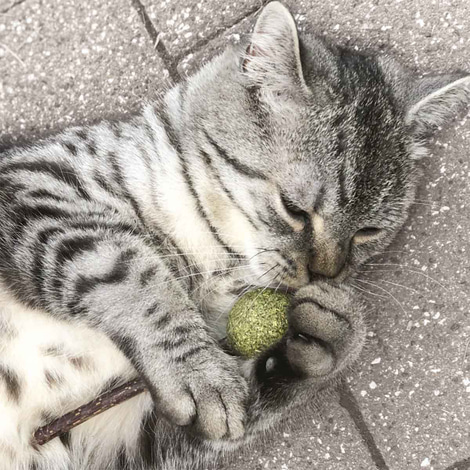 Aumüller Matatabi mit Catnip Lolli - 2er Set