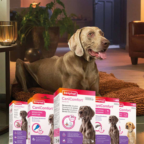beaphar CaniComfort® Starter-Kit für Hunde