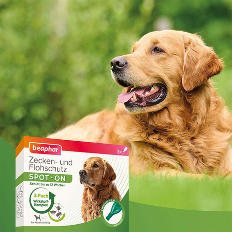 beaphar Spot On Tropfen für große Hunde 3er-Pack