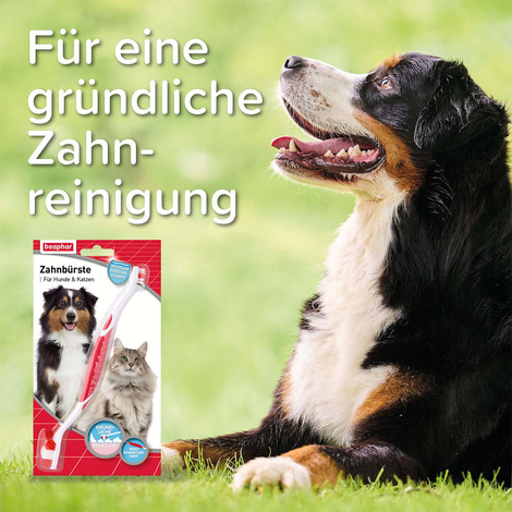 beaphar Zahnbürste für Hunde und Katzen