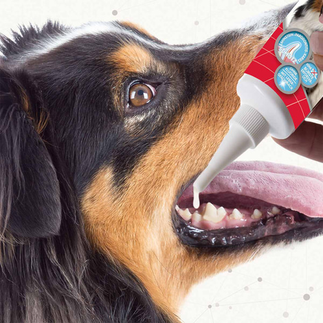 beaphar Zahngel für Hunde und Katzen 100g