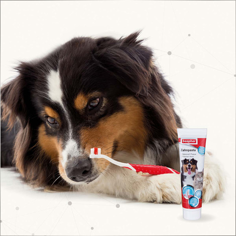 beaphar Zahnpasta für Hunde 100g