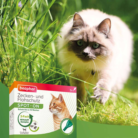 beaphar Zecken- & Flohschutz SPOT-ON für Katzen