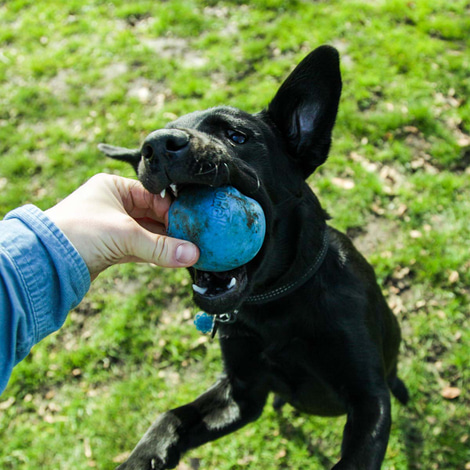 Beco Pets Hundeball Beco Ball Blau