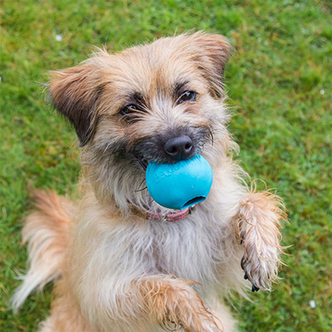 Beco Pets Hundeball Beco Ball Blau