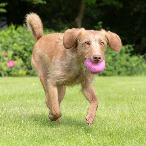 Beco Pets Hundeball Beco Ball Pink