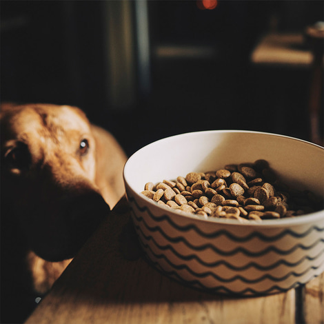 Beco Pets Hundenapf Teal Minzgrün