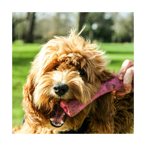 Beco Pets Hundespielzeug Beco Bone pink