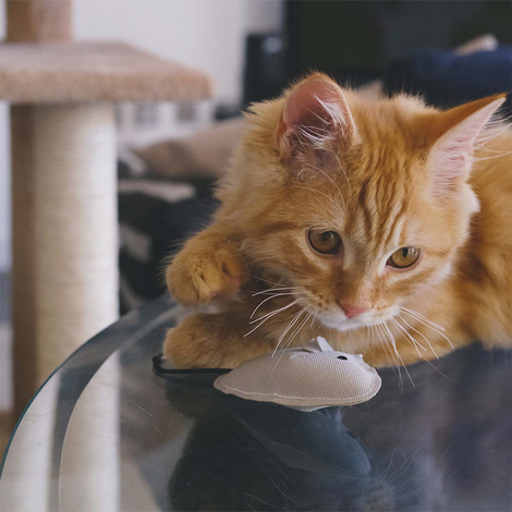 Beco Pets Kuschelspielzeug Maus mit Katzenminze