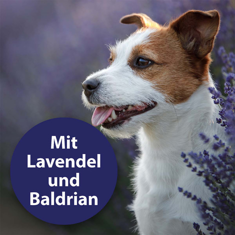 Canosept Home Comfort Beruhigungsspray für Hunde 100ml