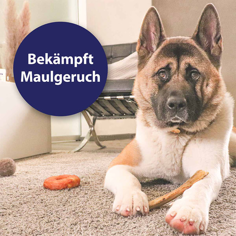 Canosept Zahnpflegespray für Hunde 100ml