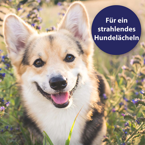 Canosept Zahnpflegespray für Hunde 100ml