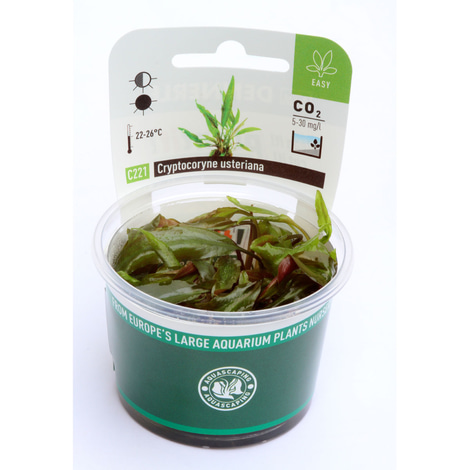Dennerle Plants Cryptocoryne usteriana In-Vitro