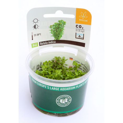 Dennerle Plants Rotala indica In-Vitro