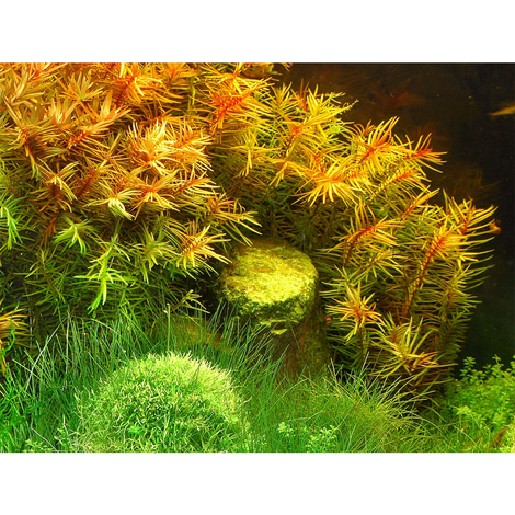 Dennerle Plants Didiplis diandra In-Vitro