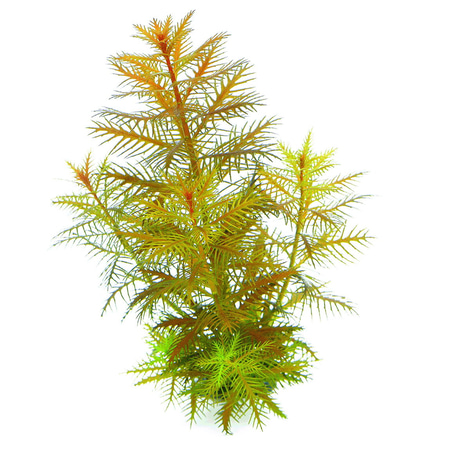Dennerle Plants Proserpinaca palustris In-Vitro