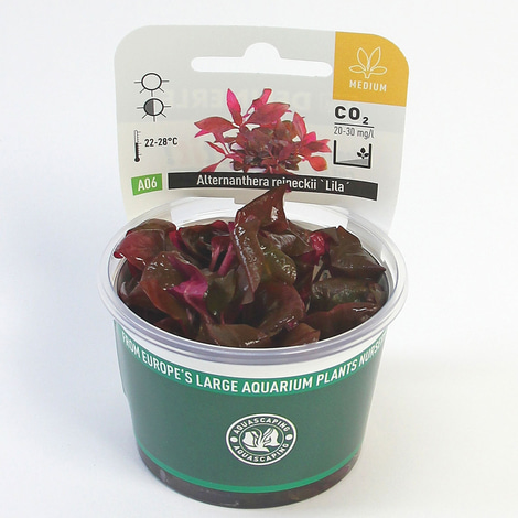 Dennerle Plants Alternanthera reineckii ´Lila´ In-Vitro