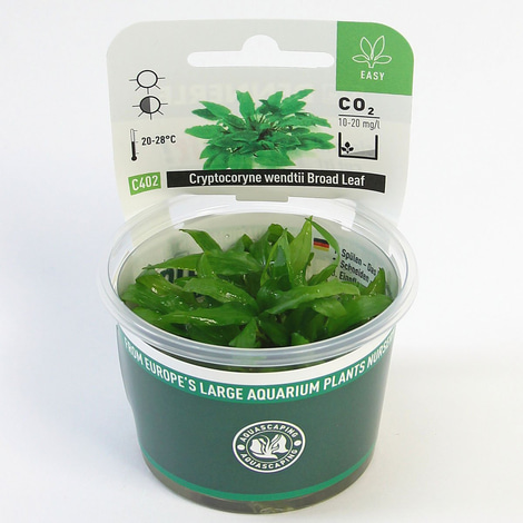 Dennerle Plants Cryptocoryne wendtii ´Broad Leaf´ In-Vitro