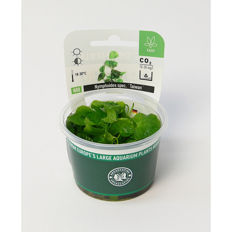 Dennerle Plants Nymphoides spec. ´Taiwan´ In-Vitro