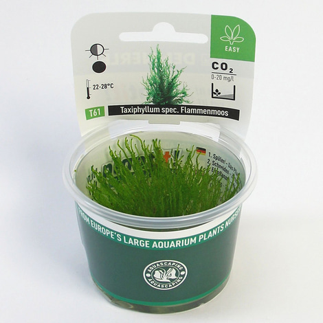 Dennerle Plants Taxiphyllum spec. Flammenmoos In-Vitro