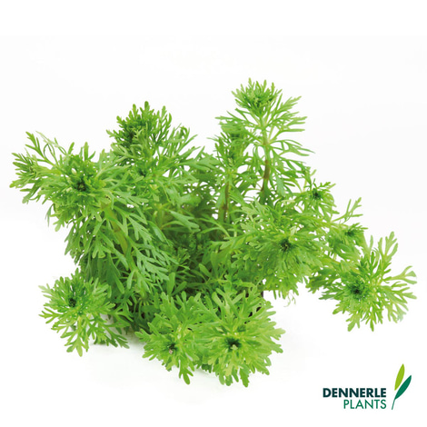 Dennerle Plants Aquariumpflanzen Mix schnellwachsend