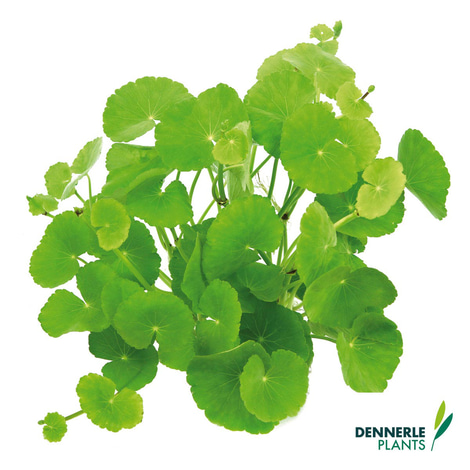 Dennerle Plants Aquariumpflanzen Mix schnellwachsend
