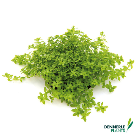 Dennerle Plants Aquariumpflanzen Mix schnellwachsend