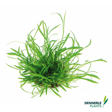 Dennerle Plants Aquarienpflanzen Set für 120l