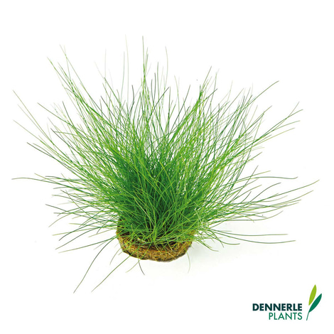 Dennerle Plants Aquarienpflanzen Set für 120l