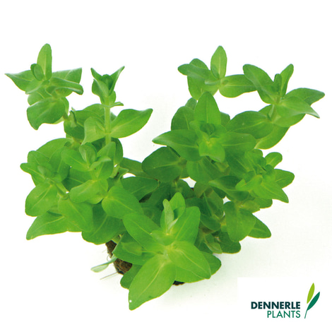Dennerle Plants Aquarienpflanzen Set für 120l