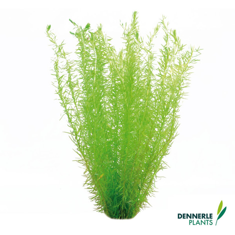 Dennerle Plants Aquarienpflanzen Set für 120l