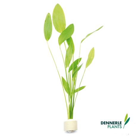 Dennerle Plants Aquarienpflanzen Set für 120l