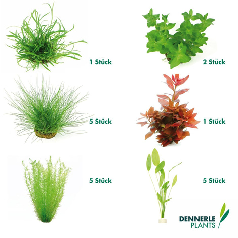 Dennerle Plants Aquarienpflanzen Set für 120l