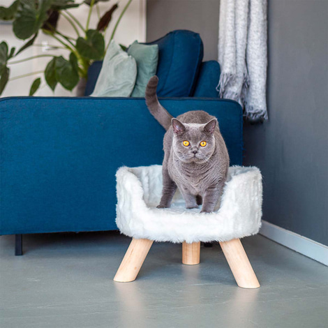 District 70 Katzenbett Nordic