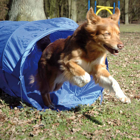 dobar Agility Tunnel 500 cm lang, Ø 60 cm